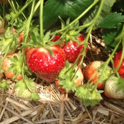 Rowand's Farm