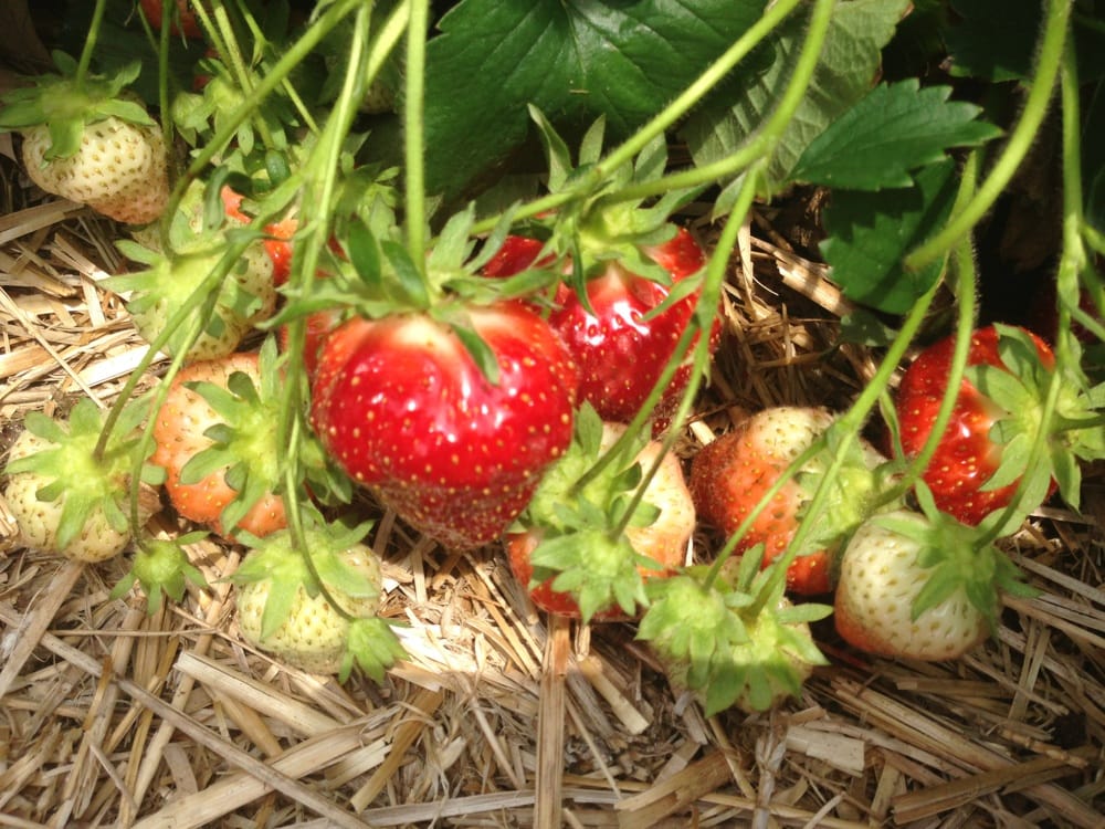 ROWAND’S FARM Updated May 2024 10 Photos 295 Greentree Rd