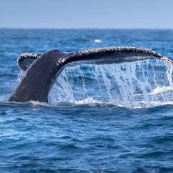 Fast Raft Ocean Safaris - Humpback whale tail w barnacles