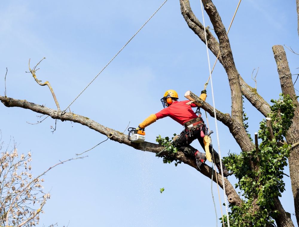 A Better Cut Tree Surgeon - tree service in Wichita, KS
