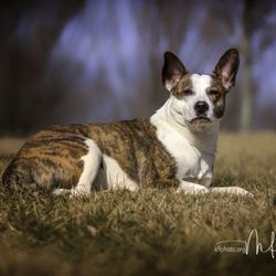 Susan Lauten - Pet Nutrition Consulting