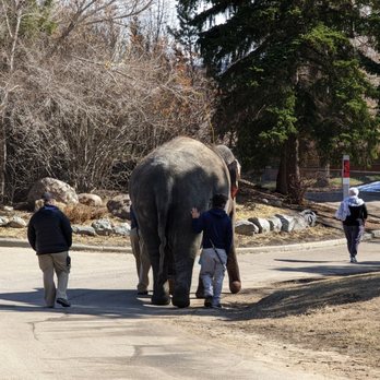 Edmonton Valley Zoo - Lucy the elephant on her daily exercise walks - Zoos Near Me - Edmonton, Alberta