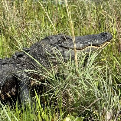 Okefenokee Adventures by null