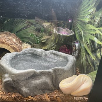 PetSmart Doggie Day Camp - Snake rolled up into a corner - Pet Stores Near Me - Bellevue, Washington PetSmart Doggie Day Camp - Snake rolled up into a corner - Pet Stores Near Me - Bellevue, Washington