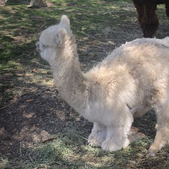 Canzelle Alpacas - 3 month old alpaca. - Farms Near Me - Carpinteria, California Canzelle Alpacas - 3 month old alpaca. - Farms Near Me - Carpinteria, California