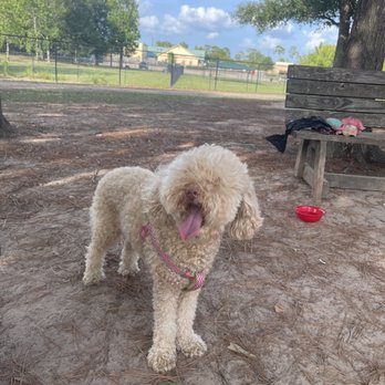 Meyer Park Dog Park - Ziggy hanging in the small dog area - Dog Parks Near Me - Spring, Texas
