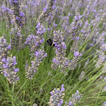 Columbia View Lavender Farm - Farms Near Me - Corbett, Oregon