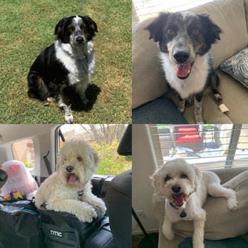 Foothills Pet Resort - Ahwatukee - Before and After pics of the boys! - Pet Groomers Near Me - Phoenix, Arizona Foothills Pet Resort - Ahwatukee - Before and After pics of the boys! - Pet Groomers Near Me - Phoenix, Arizona