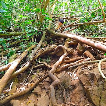 Hoopii Falls - Daughter climbing up steep trail from waterfall - Hiking Near Me - Kapaa, Hawaii