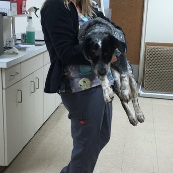 Blairs Ferry Pet Hospital - Pet Sitting Near Me - Cedar Rapids, Iowa Blairs Ferry Pet Hospital - Pet Sitting Near Me - Cedar Rapids, Iowa