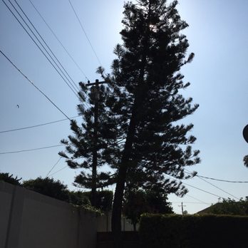 Treewest - Before... - Tree Services Near Me - Anaheim, California