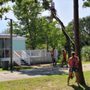 Photo of A Cut Above Tree Service