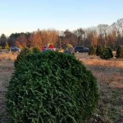 Christmas Trees - 105 River Rd, Windham