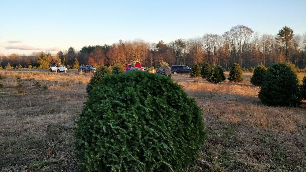 MERRY CHRISTMAS TREES Updated August 2024 105 River Rd, Windham