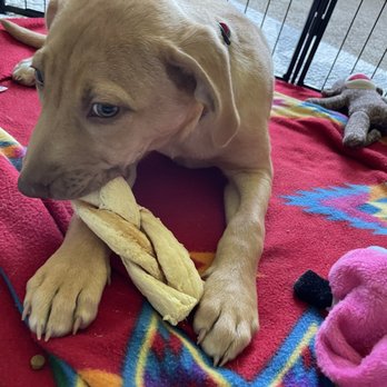 Pawstock - Chewing on her new esophagus braid from Pawstock! She loves it. - Pet Stores Near Me - Woodstock, Illinois