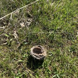 Bird's nest - no eggs though.