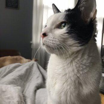 Sienna Sky Pet Cremation Services - Rest peacefully, dear KiKi. - Pet Cremation Services Near Me - Ghent, New York Sienna Sky Pet Cremation Services - Rest peacefully, dear KiKi. - Pet Cremation Services Near Me - Ghent, New York