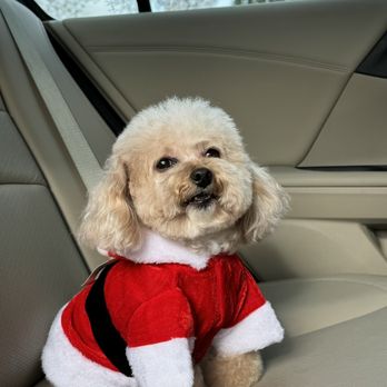 Perfect Pet Salon - Pet Groomers Near Me - Concord, California Perfect Pet Salon - Pet Groomers Near Me - Concord, California