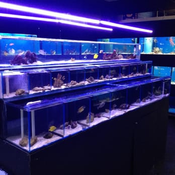 Exotic Aquatic - Aquarium Services Near Me - Fort Lauderdale, Florida Exotic Aquatic - Aquarium Services Near Me - Fort Lauderdale, Florida