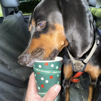 Starbucks - Pupcup - Coffee & Tea Near Me - Morgantown, West Virginia