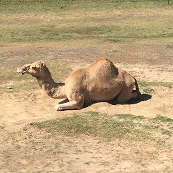 Frank Buck Zoo - Zoos Near Me - Gainesville, Texas