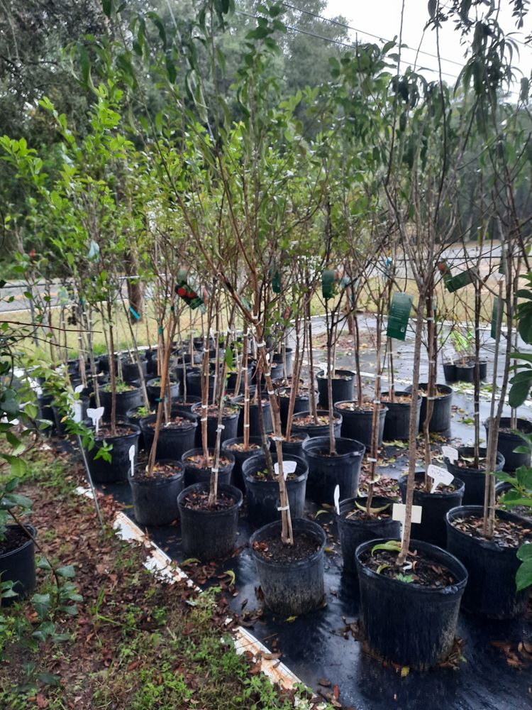 DEB’S PLANTS Updated September 2024 12 Photos 5600 Hamilton