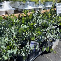 Rudy's Nursery & Garden Center
