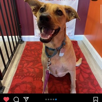 Pawllywood - Pet Groomers Near Me - Massapequa, New York Pawllywood - Pet Groomers Near Me - Massapequa, New York