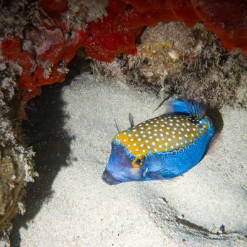 SpringAdventures - Box Fish - Scuba Diving Near Me - Gainesville, Florida