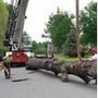 Photo of John's Tree Service