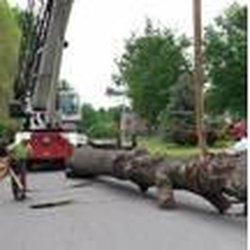 John's Tree Service