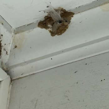Evergreen Pest Solutions - Mud dobber front porch - Pest Control Near Me - Richmond, Virginia
