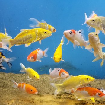 Whitie's Pets - Local Fish Stores Near Me - Fresno, California Whitie's Pets - Local Fish Stores Near Me - Fresno, California