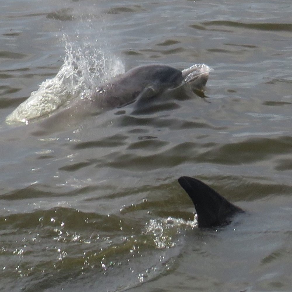 Dolphins swimming alongside the boat