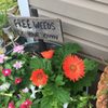 Williams Greenhouse gift card