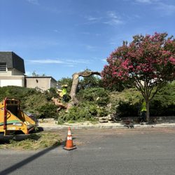 Lucero Tree Care