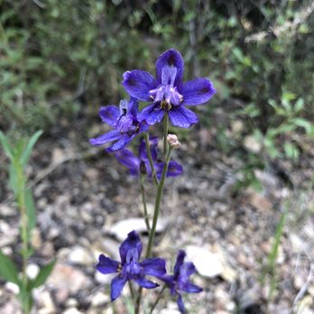 Pinnacles Campground - Wildflowers - Campgrounds Near Me - Paicines, California