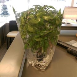 The Center Market - Thai basil plant