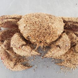 True World Foods - Los Angeles - Kegani (Horsehair Crab)