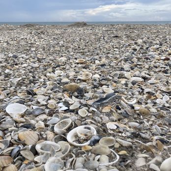 Radisson Suite Hotel Oceanfront - Beach with lots of shells - Hotels Near Me - Indialantic, Florida Radisson Suite Hotel Oceanfront - Beach with lots of shells - Hotels Near Me - Indialantic, Florida