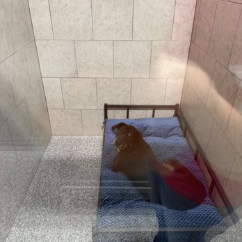 Endless Pawsibilities - Pet Training Near Me - Alvin, Texas