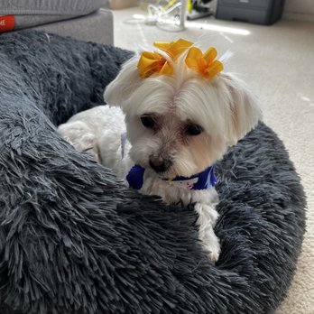 Pet's Plaza Grooming - Tutu - Pet Groomers Near Me - Westminster, California