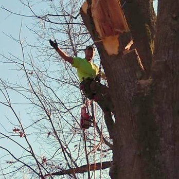 Mike’s Tree Service - Mike at his best cutting big limbs from big trees - Tree Services Near Me