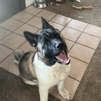 Reigning Cats and Dogs - Pet Groomers Near Me - Albuquerque, New Mexico