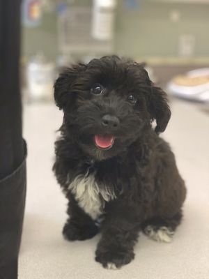 vca robertson animal hospital