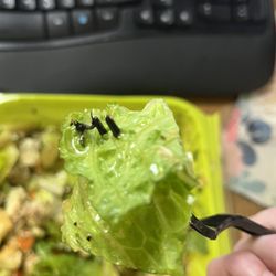 Salata - Bug