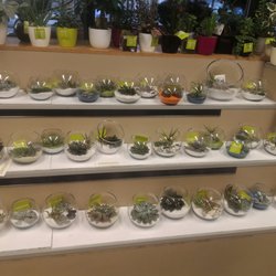 Provigo - I love these air plants!
