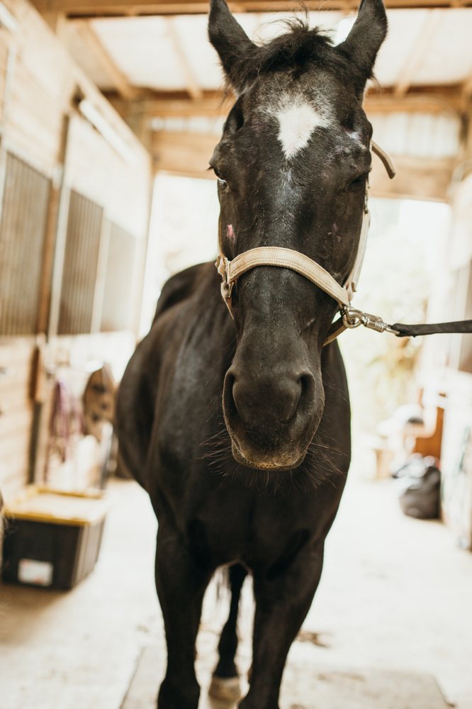 Bear Essentials Riding - equestrian in Stanley, NM