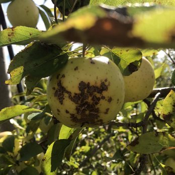 Sweet Berry Farm - Rotten apples - Fruits & Veggies Near Me - Middletown, Rhode Island