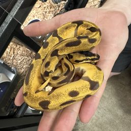 My beautiful ball python from there! My beautiful ball python from there!
